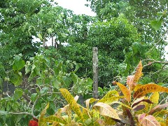 Sugar Cane Coffee Plantation; Galapagos Islands Ecuador South America Trips